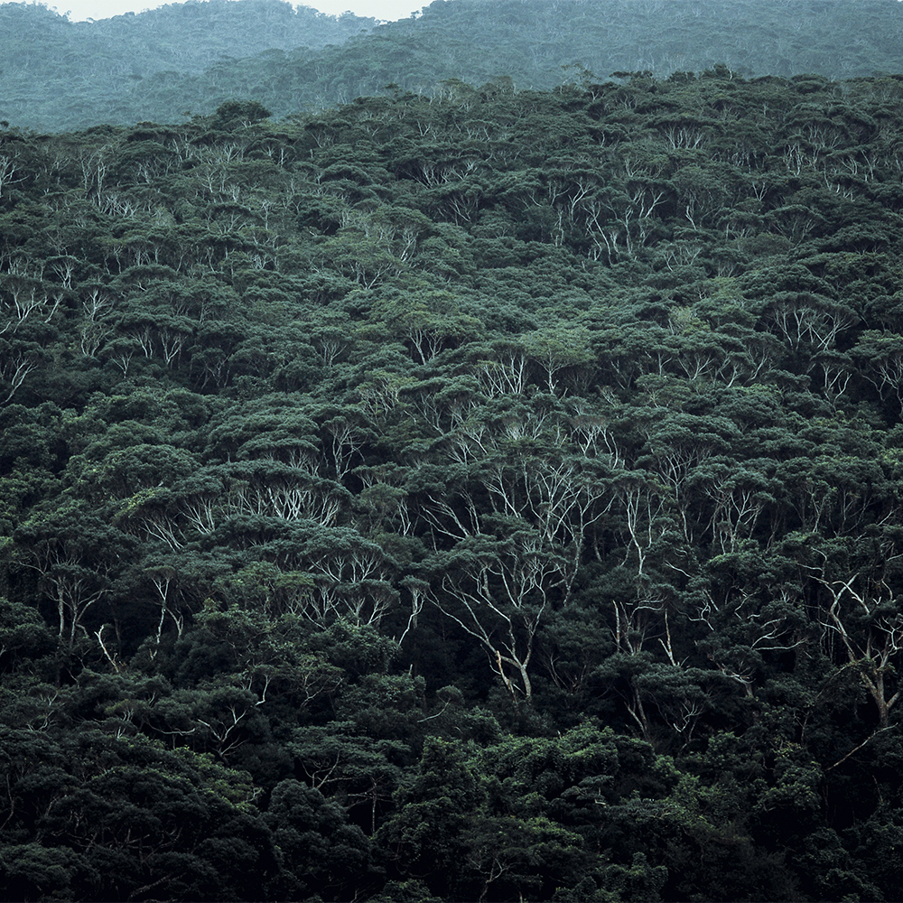 The mystical forest of Yambaru