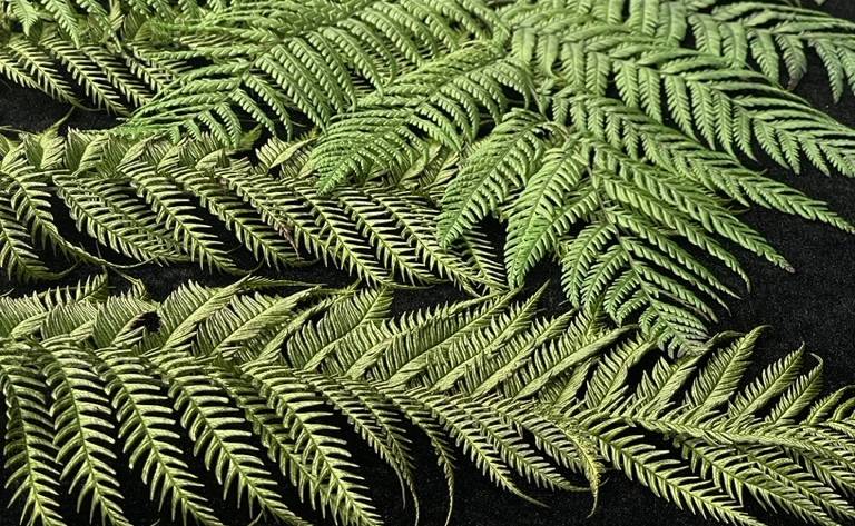 Preserved Hikage-hego tree fern fronds arranged against a dark background, a finished Mille Plateaux Green Object.
