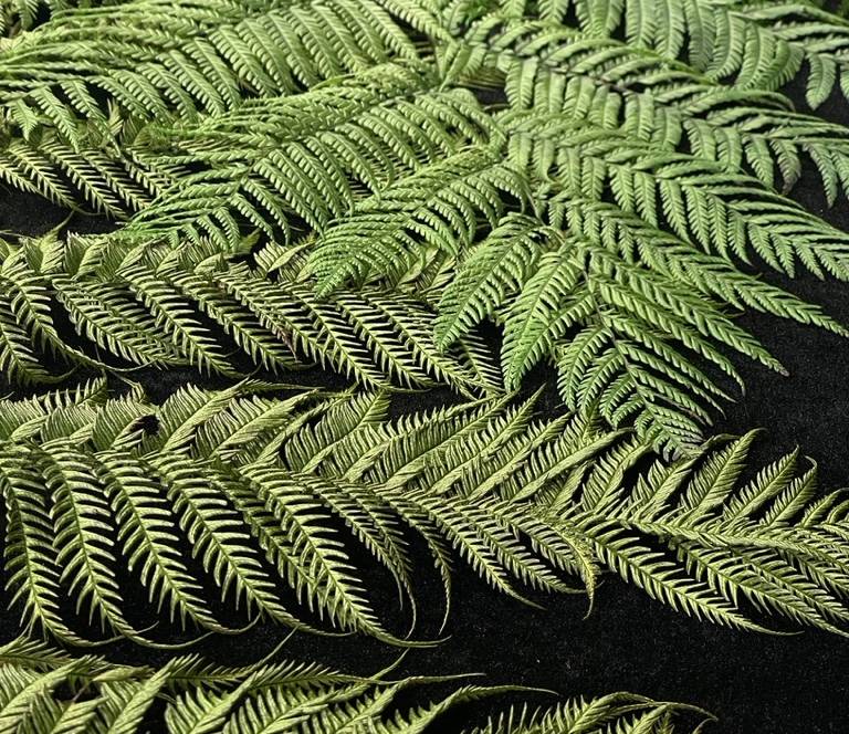 Preserved Hikage-hego tree fern fronds arranged against a dark background, a finished Mille Plateaux Green Object.