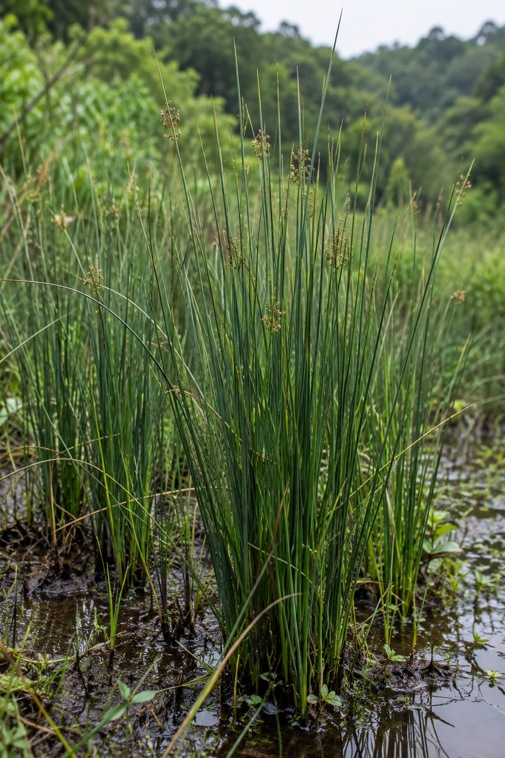 Igusa in its natural habitat (illustrative image)