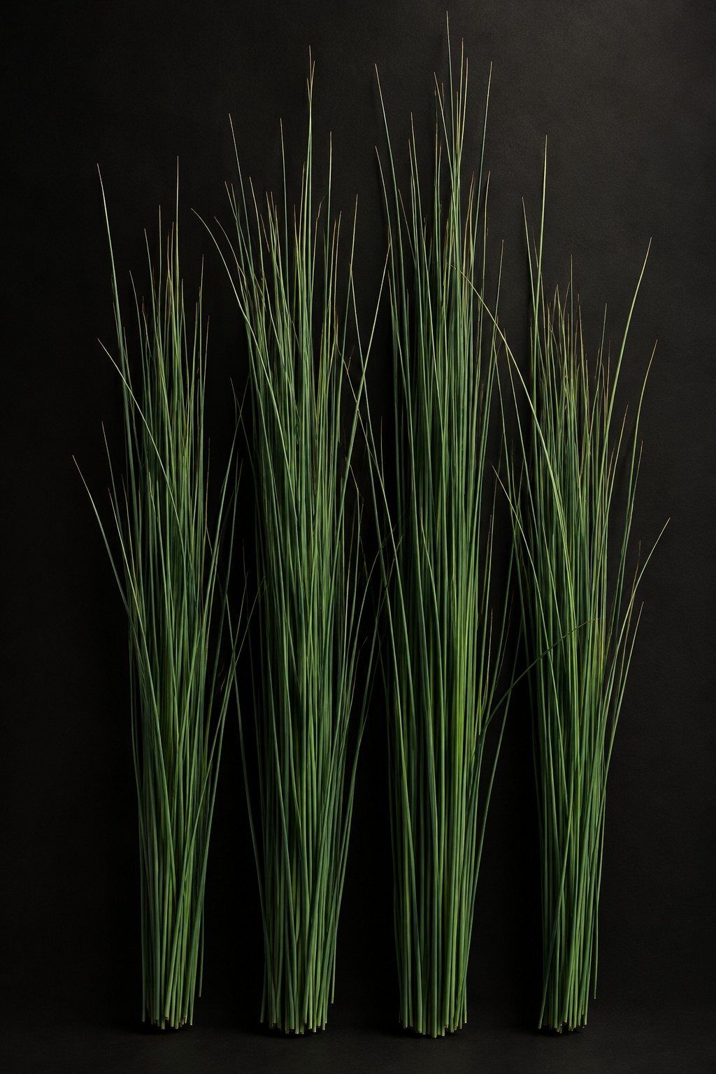 イグサ(Juncus decipiens)の標本
