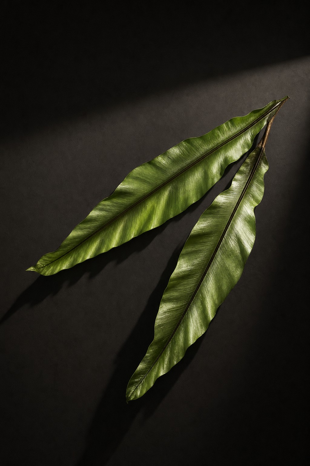 オオタニワタリ(Asplenium antiquum)の標本