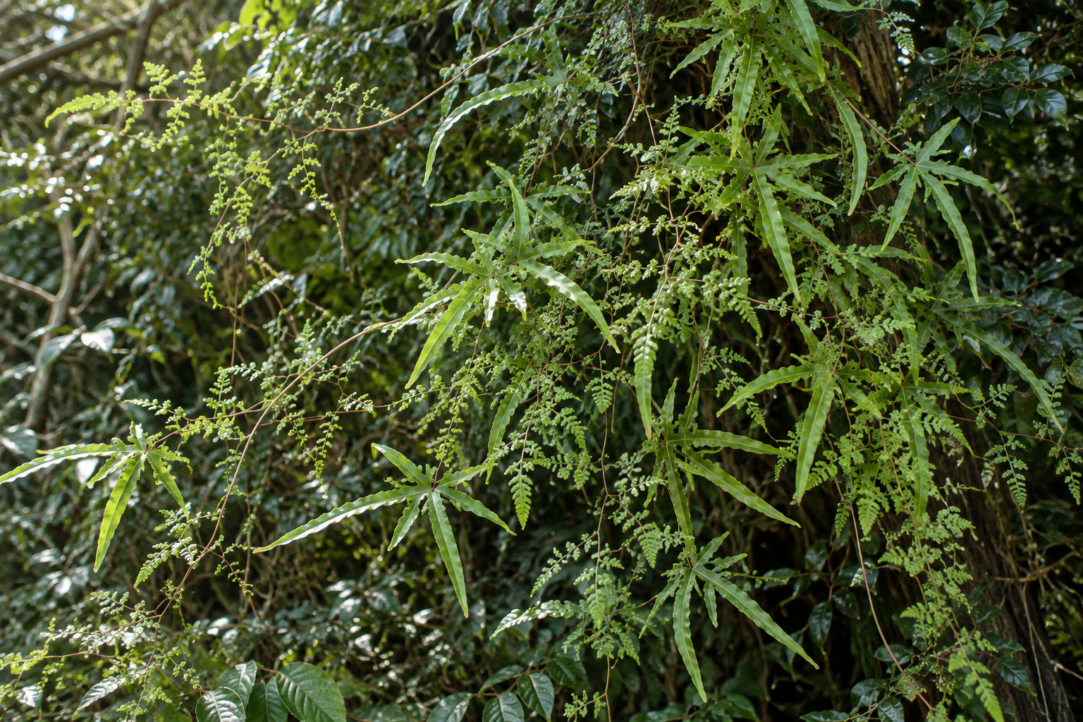 Kanikusa in its natural habitat (illustrative image)