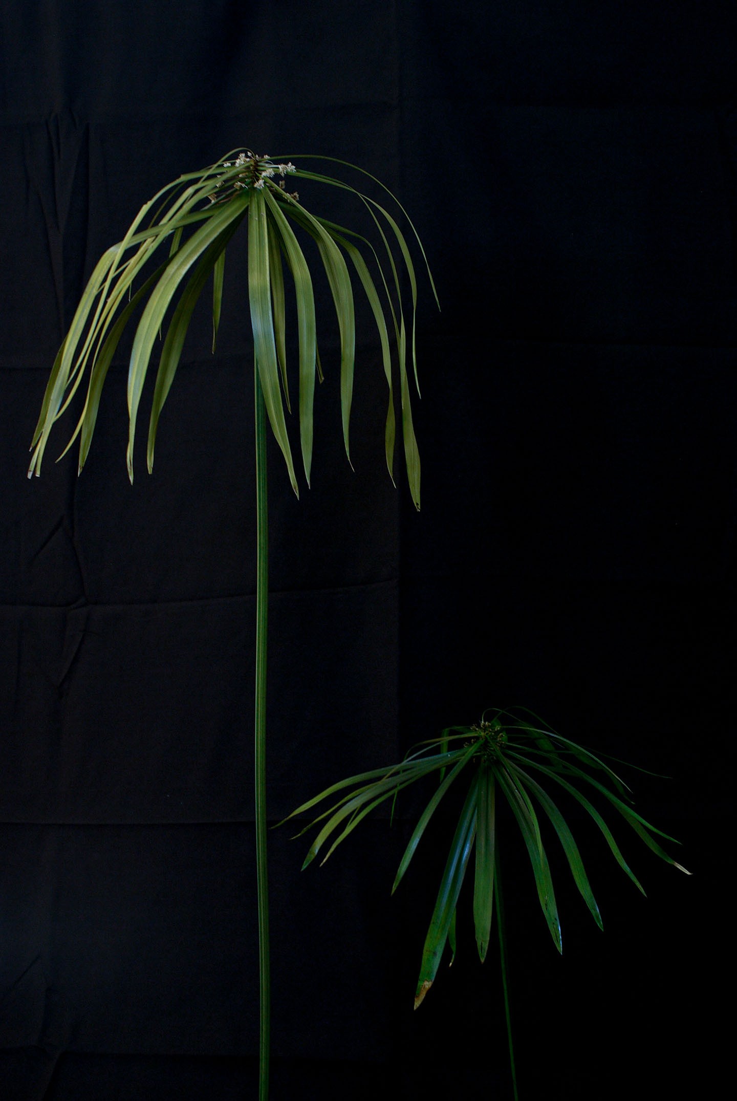 Cyperus alternifolius