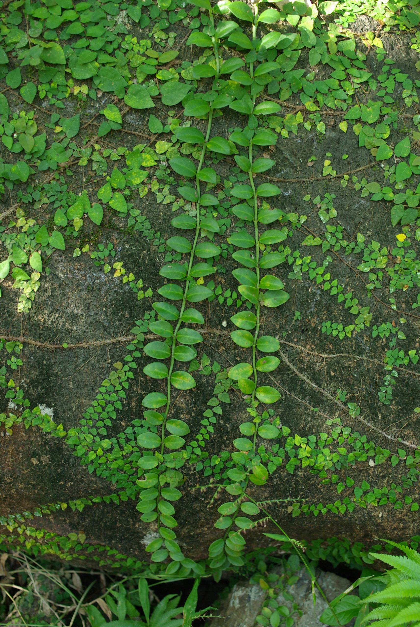 Shiratama-kazura in its natural habitat (illustrative image)
