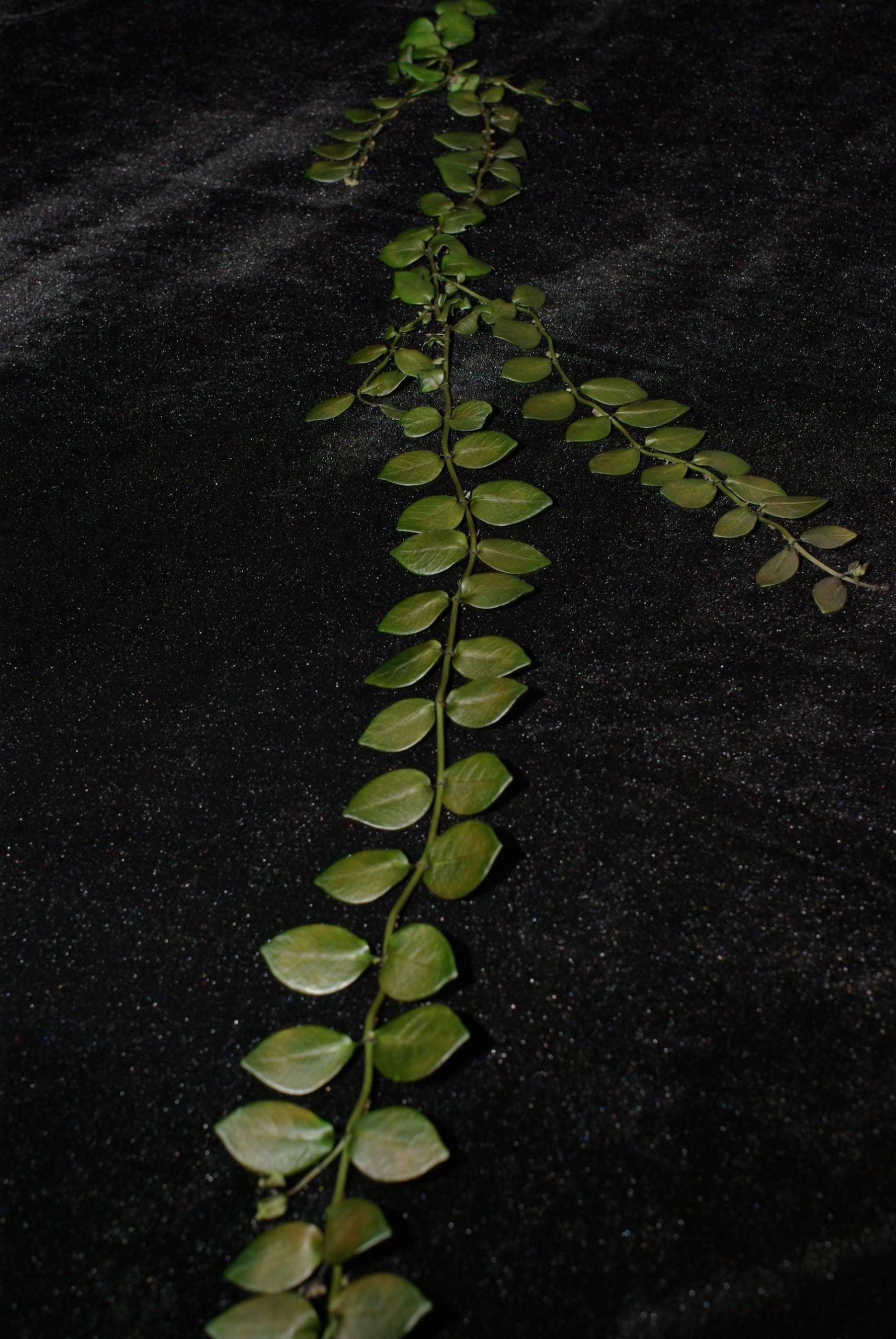 Psychotria serpens