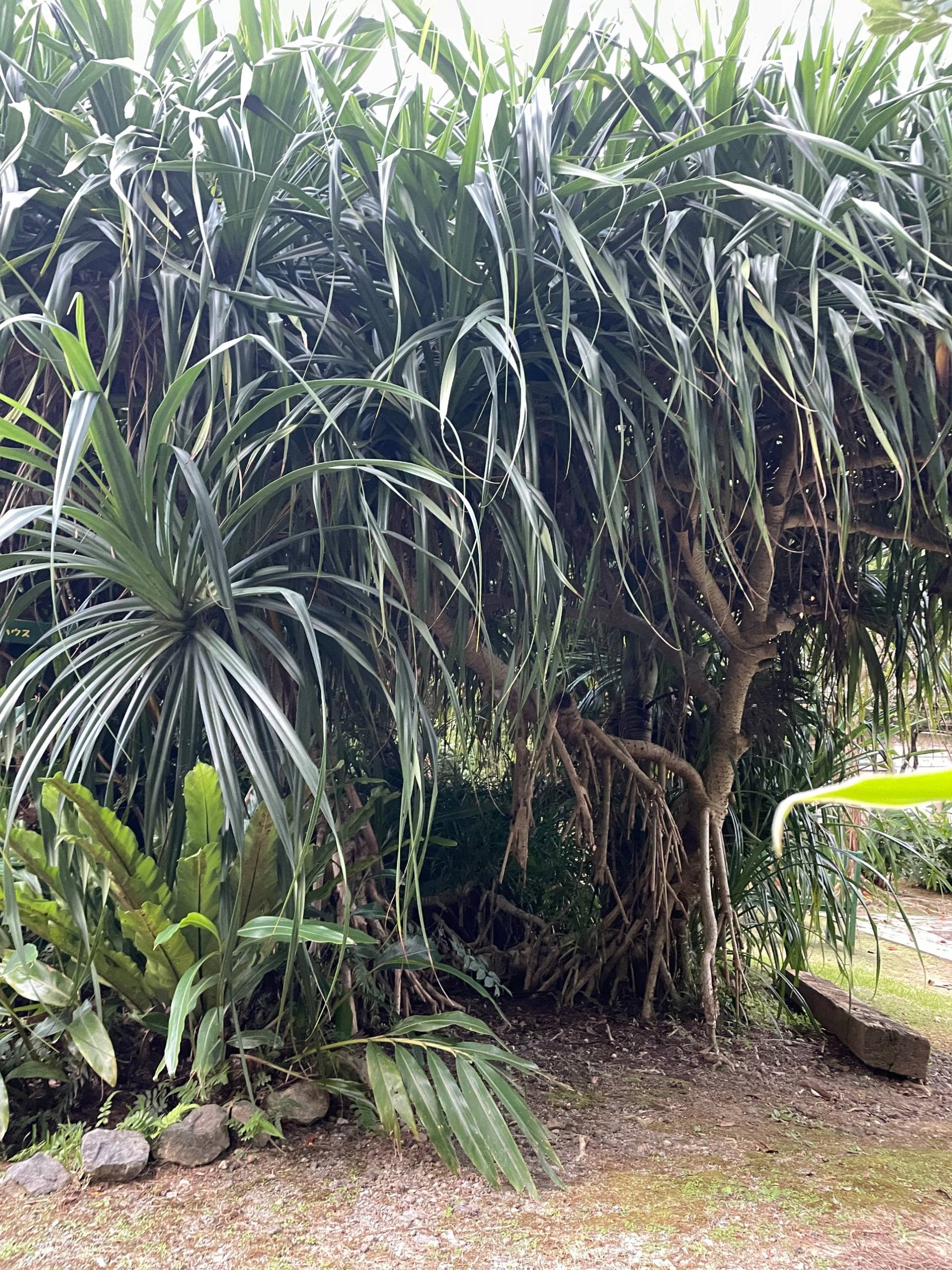 Togenashi-adan in its natural habitat (illustrative image)