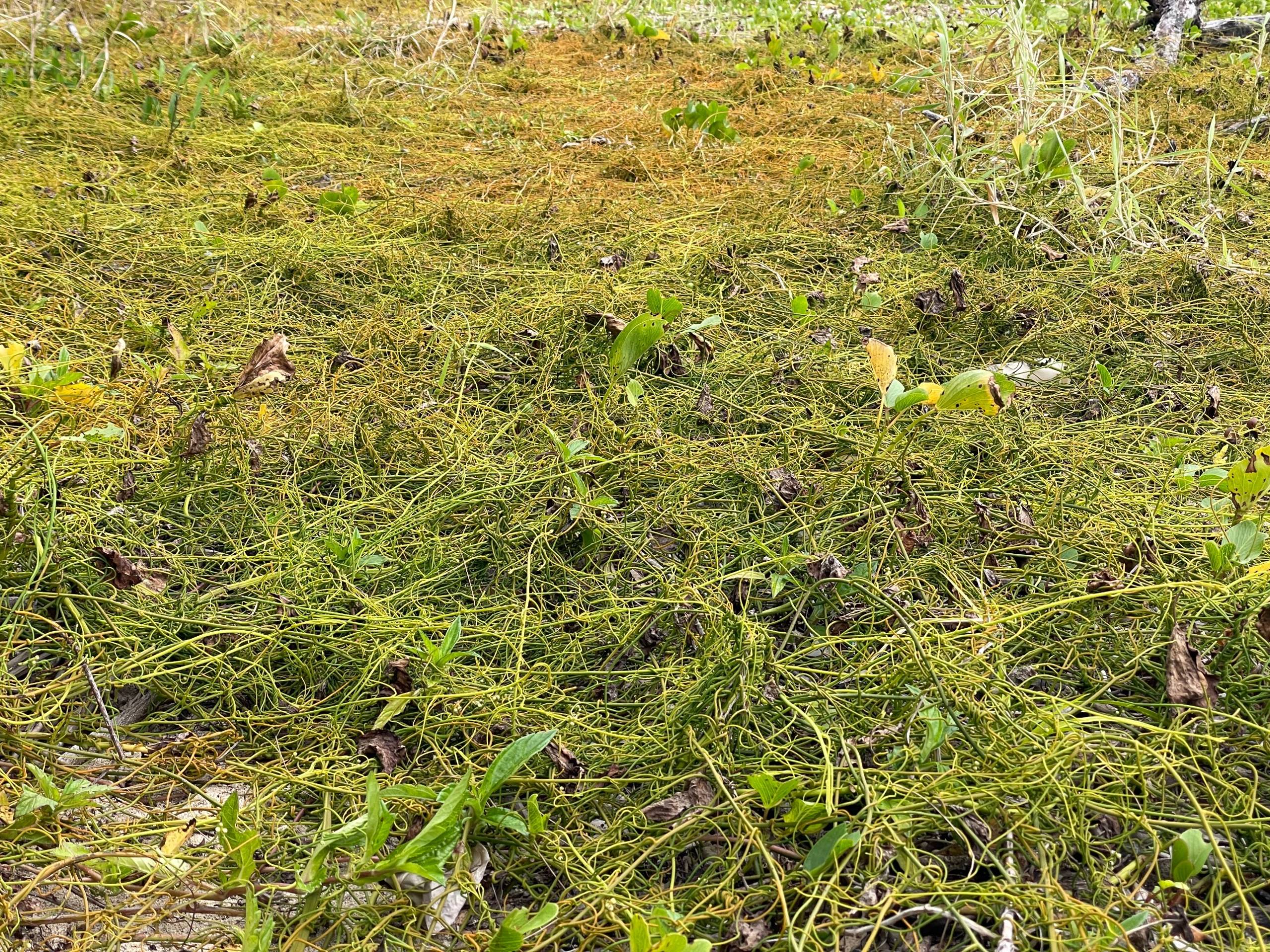 Cassytha filiformis in its natural habitat (illustrative image)