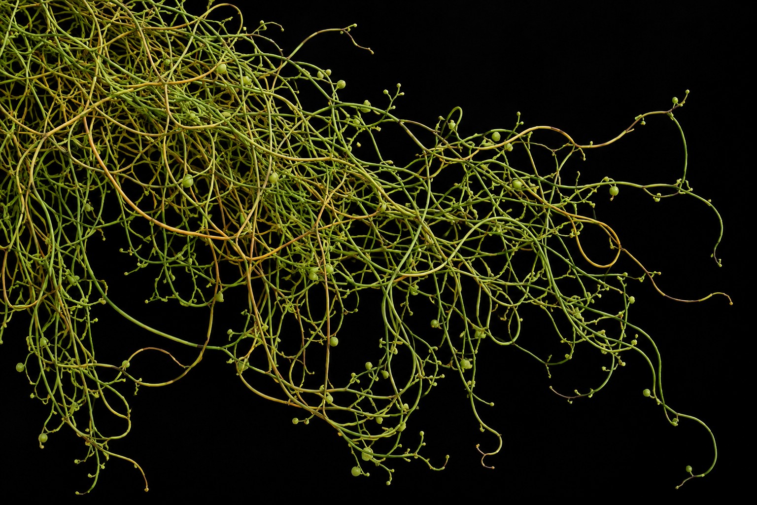 Cassytha filiformis