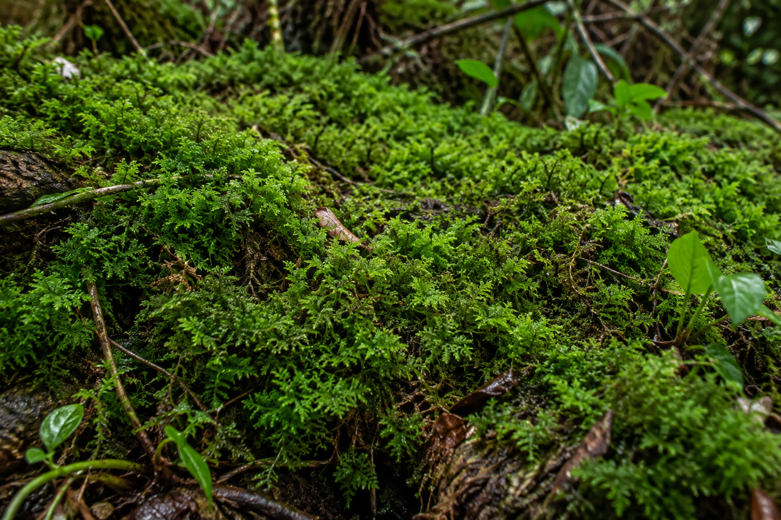 Racomitrium canescens in its natural habitat (illustrative image)