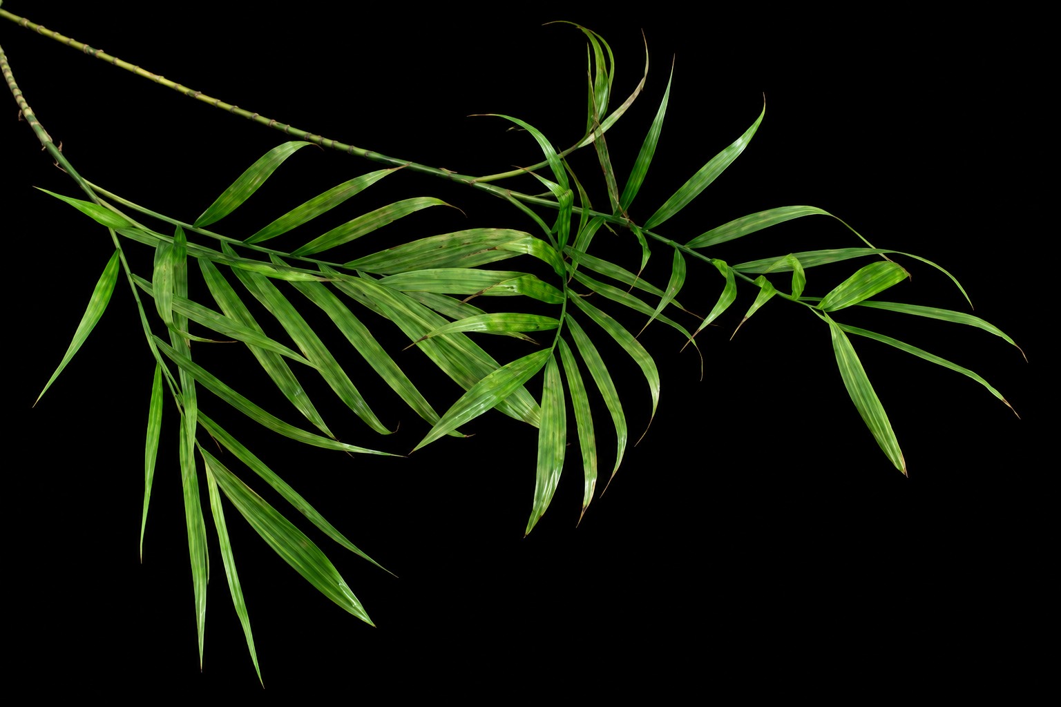 Chamaedorea elegans