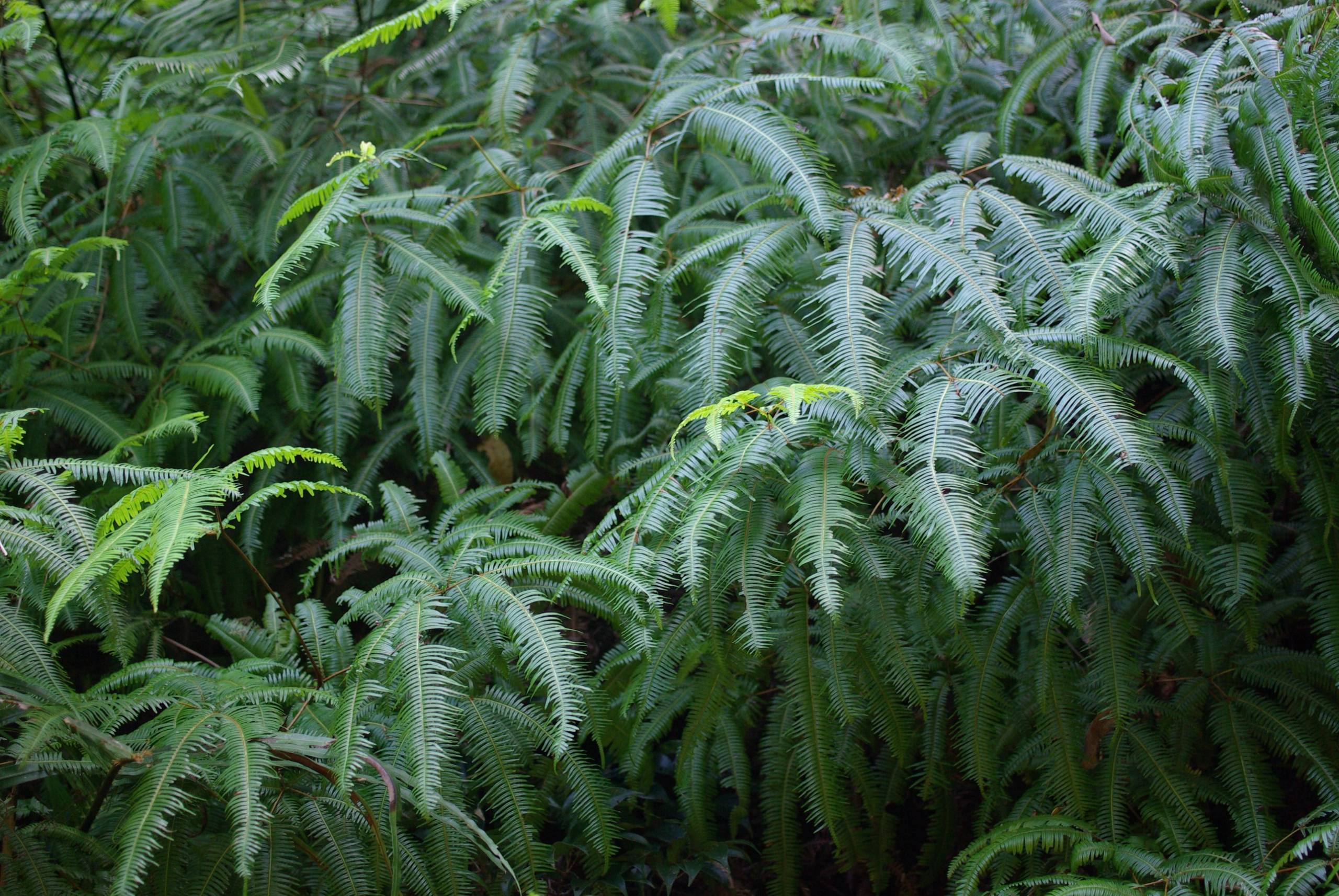 Dicranopteris linearis in its natural habitat (illustrative image)