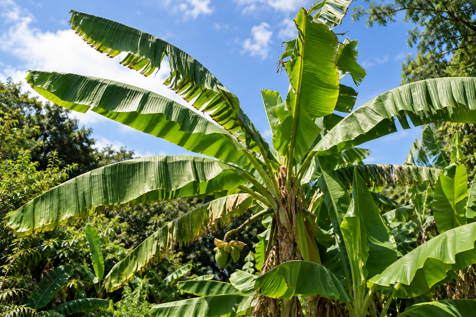 Musa basjoo in its natural habitat (illustrative image)