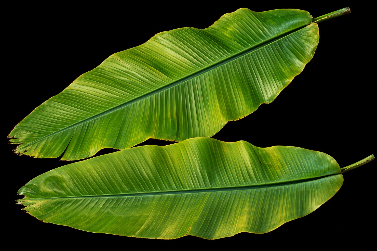 Musa basjoo