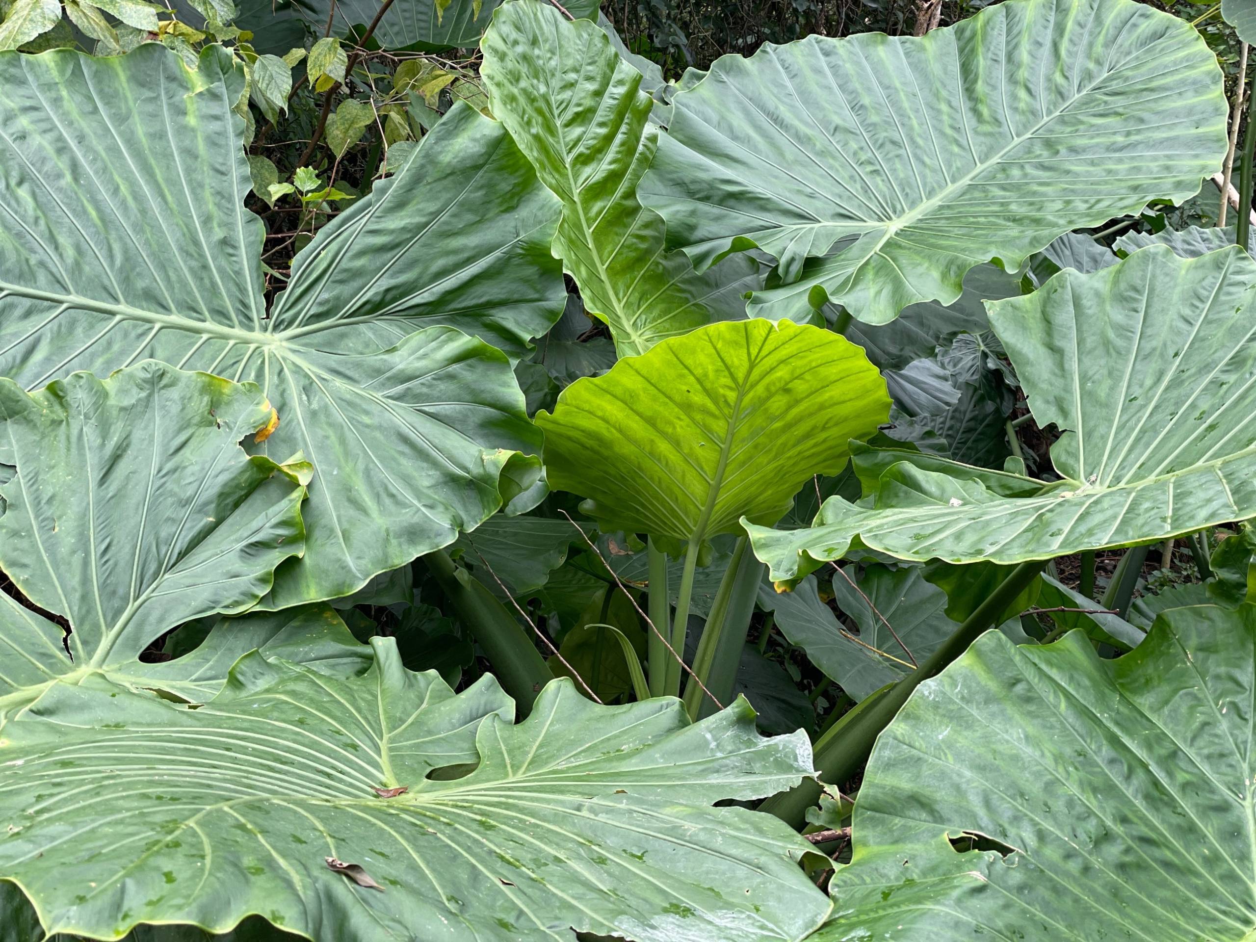 Alocasia odora in its natural habitat (illustrative image)
