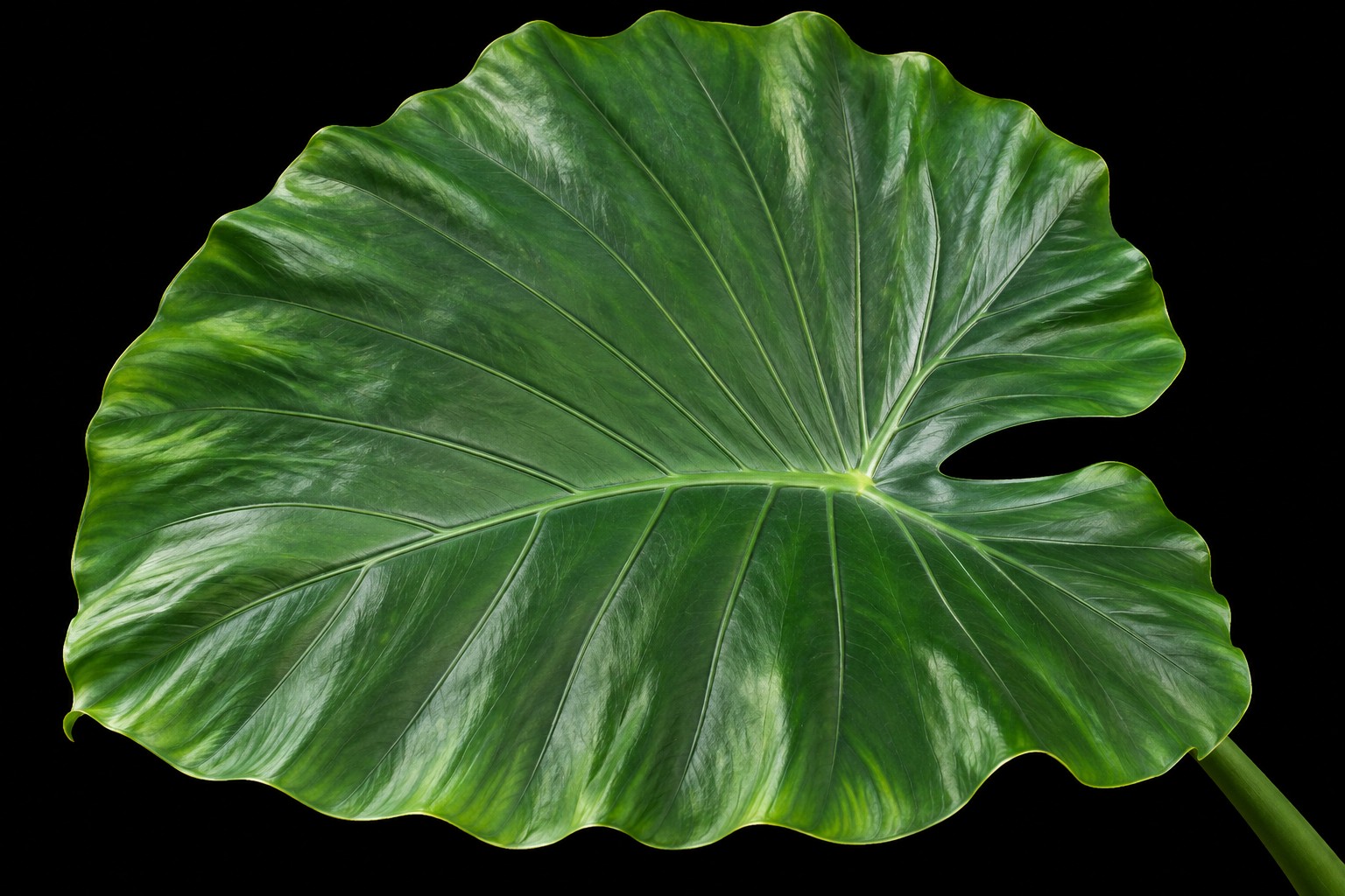 Alocasia odora