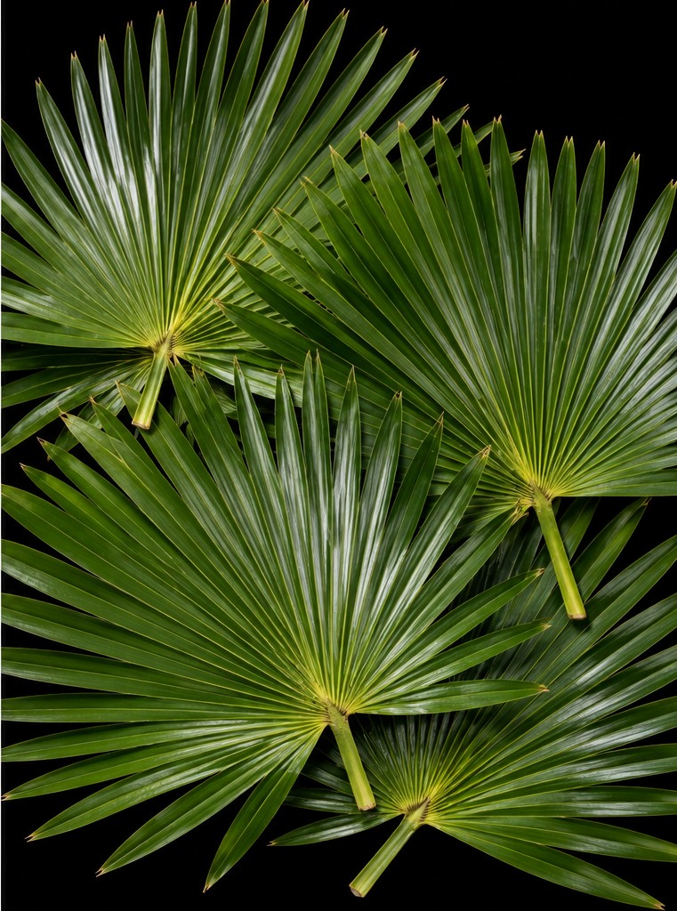 Livistona chinensis