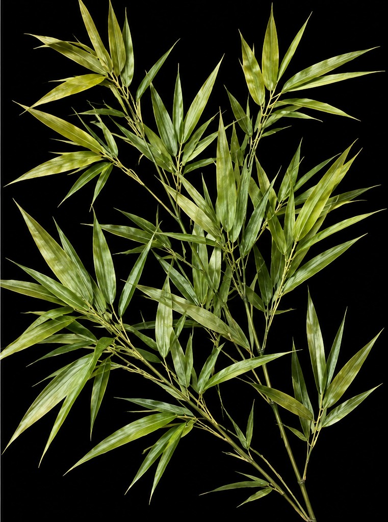 Pleioblastus linearis