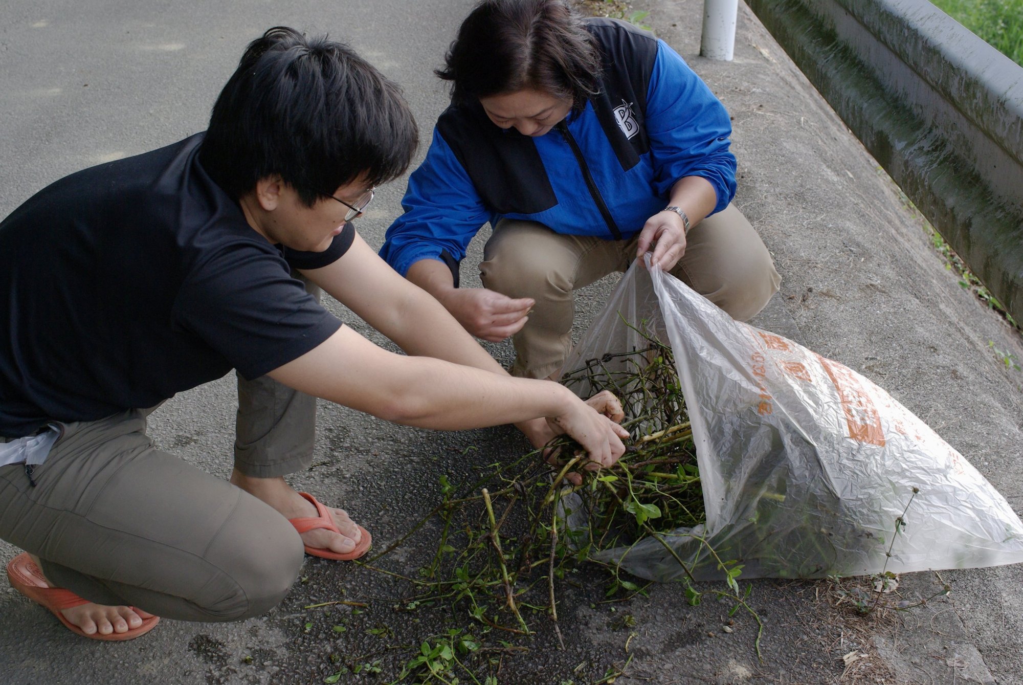 Two people sorting cut stems of a plant from a clear plastic bag on a paved roadside.