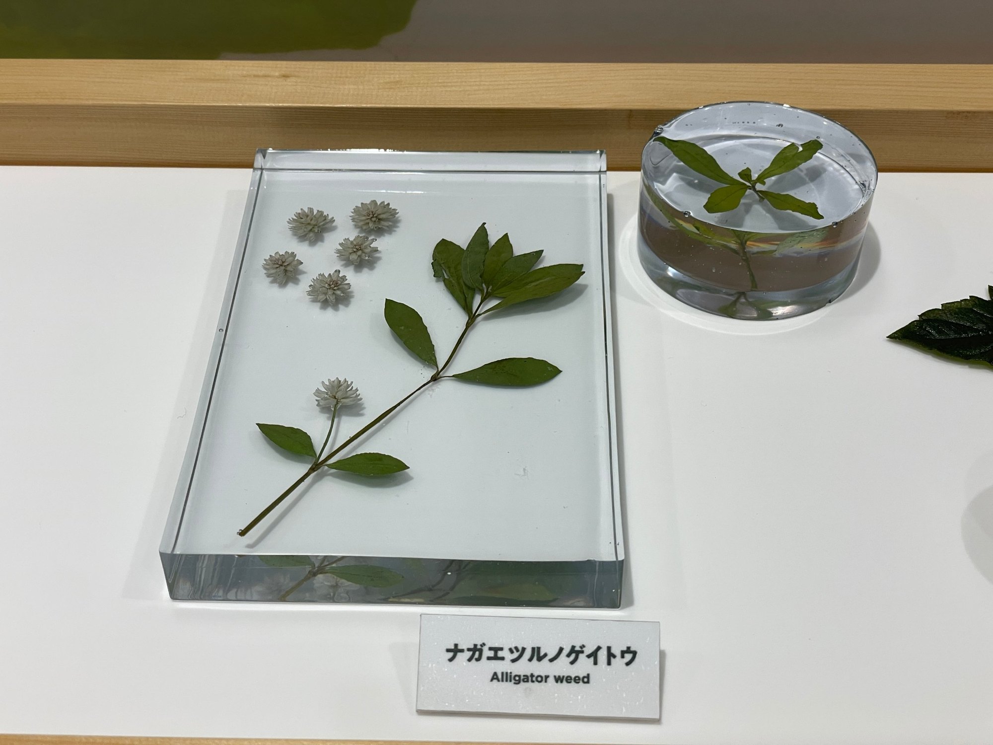 Alternanthera philoxeroides stem, leaves and white flower heads embedded in a clear resin block, labelled Alligator weed.