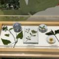 植物を見つめることから、自然を理解する。