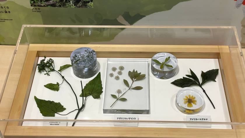 Preserved specimens of three introduced plant species displayed in a wooden case, with labels in Japanese and English.