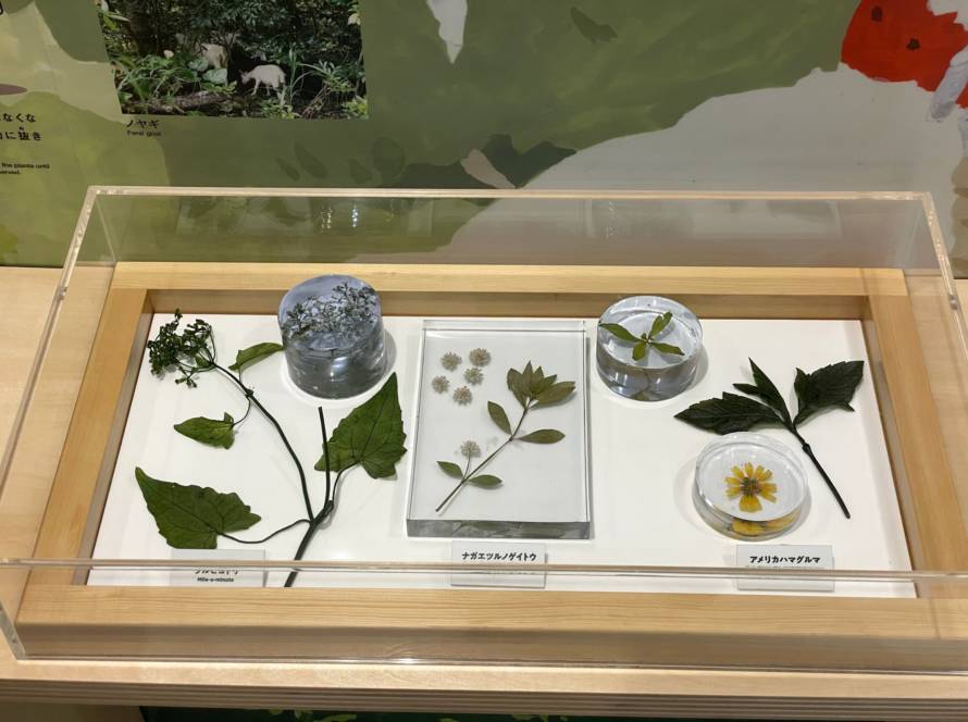 Preserved specimens of three introduced plant species displayed in a wooden case, with labels in Japanese and English.