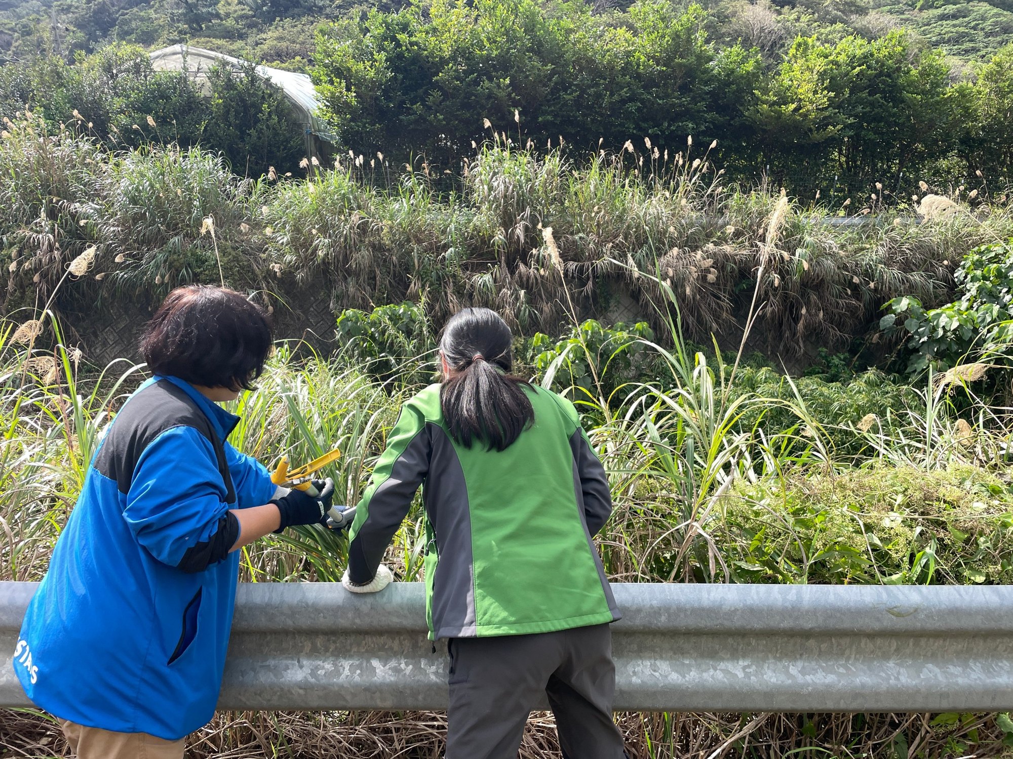 Two people cutting roadside vegetation with long-handled shears from behind a guardrail, with forested hills behind.