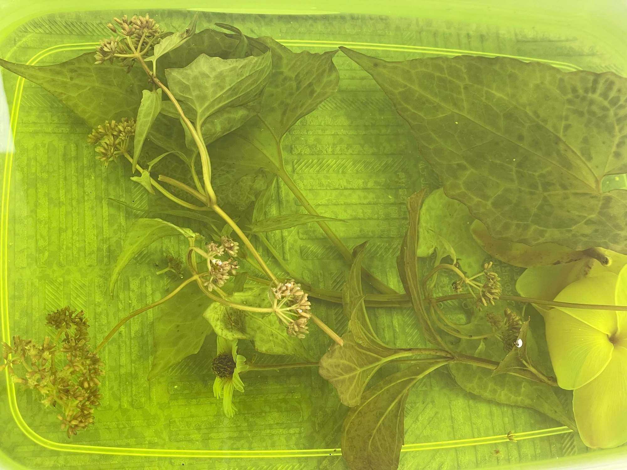 Stems, leaves and flower clusters of Mikania micrantha floating in a green processing solution inside a container.